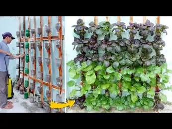 No need for a garden, Turn a small wall into a lush vegetable garden to provide for the family