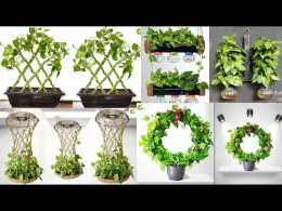 5 Ideas For Growing Money Plant/Money Plant Tree/Money Plant Decoration/Money Plant Ideas/GARDEN4U